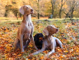 Jagd als Wirtschaftsfaktor: DJV erläutert Relevanz der Jagd