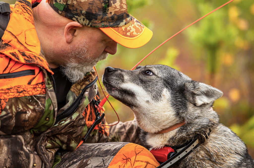 Elchhund bei der Jagd