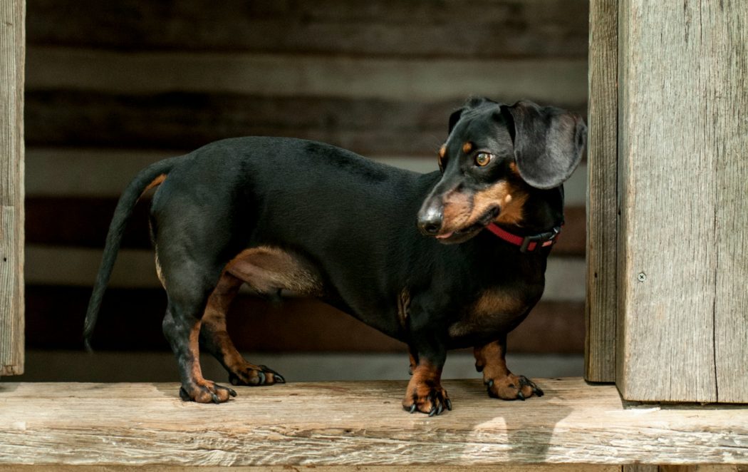 erda-estremera-J7G1sDV4e3A-unsplash