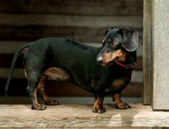 Deutsche Jagdhunde: Die beliebtesten Vierbeiner im Überblick