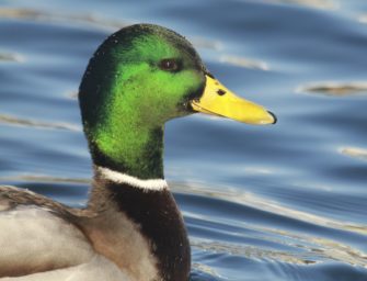 Kirrung für die Ente: Wichtige Tipps für die Entenjagd!