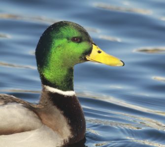 Kirrung für die Ente: Wichtige Tipps für die Entenjagd!