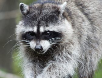 Falle für Waschbären: Welcher Köder eignet sich für die Kastenfalle?