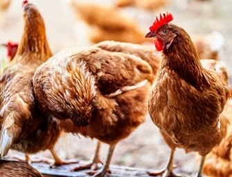 Vogelgrippe breitet sich aus: Müssen tausende Tiere sterben?