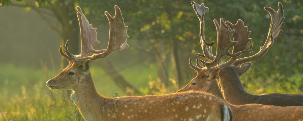 Damwild: Alle Infos zu dem Schalenwild vor der Brunft