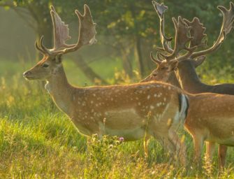 Damwild: Alle Infos zu dem Schalenwild vor der Brunft