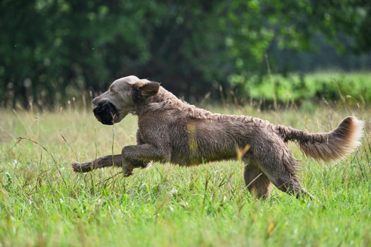 Langhaar-Weimaraner