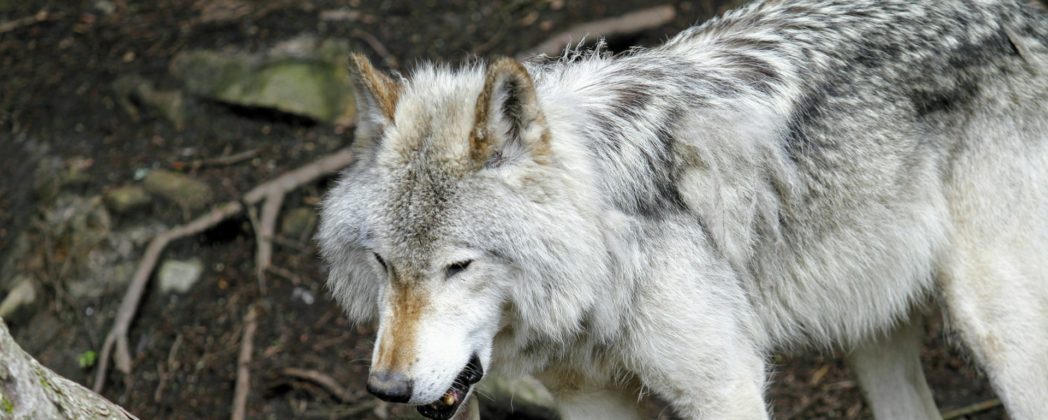 Wolf in Deutschland: Günstiger Erhaltungszustand nun gemeldet