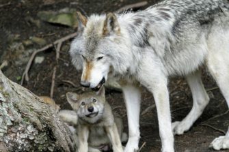 Wolf in Deutschland: Günstiger Erhaltungszustand nun gemeldet