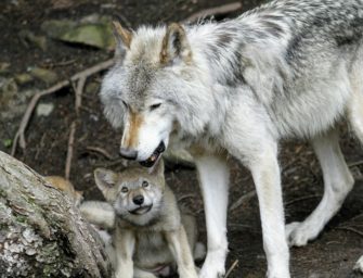 Wolf in Deutschland: Günstiger Erhaltungszustand nun gemeldet