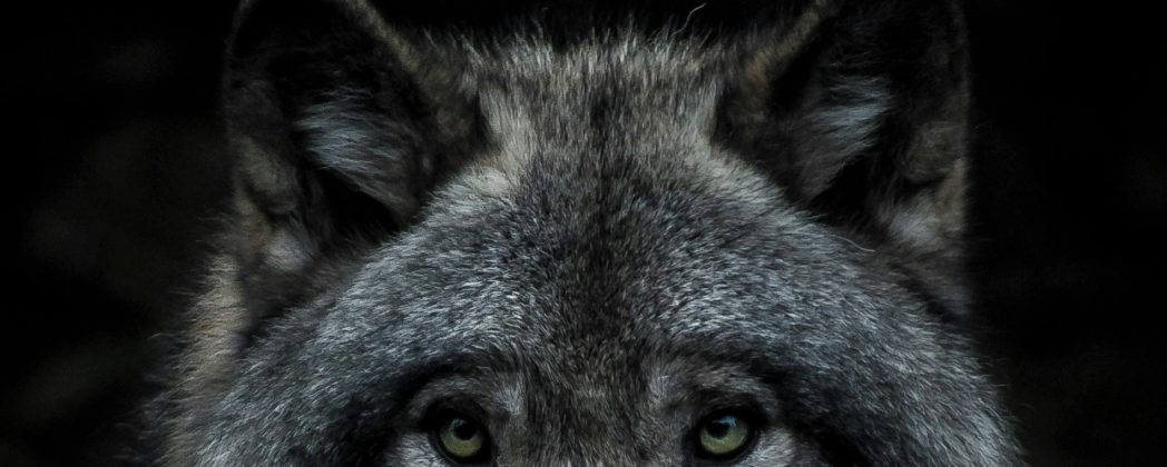 Wolf in Stade darf nun (doch) entnommen werden!