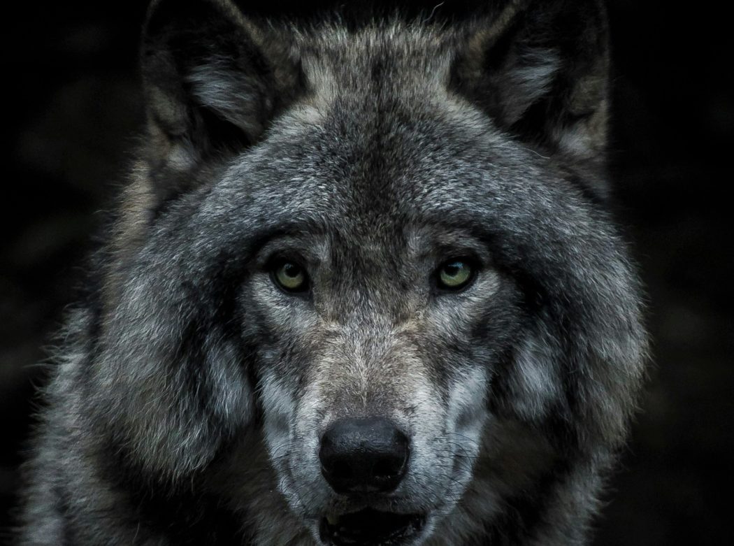 marc-olivier-jodoin-tauPAnOIGvE-unsplash