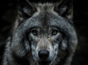 Wolf in Stade darf nun (doch) entnommen werden!