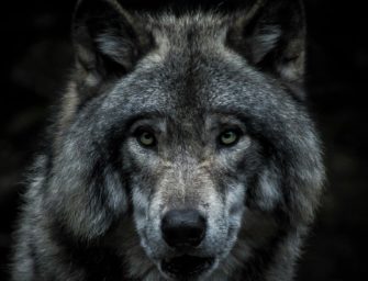 Wolf in Deutschland: Abschuss in Cuxhaven genehmigt!