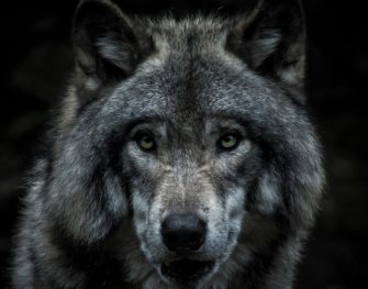Wolf in Deutschland: Abschuss in Cuxhaven genehmigt!