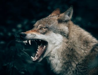 Wolf getötet: Illegaler Abschuss bei Pegnitz?