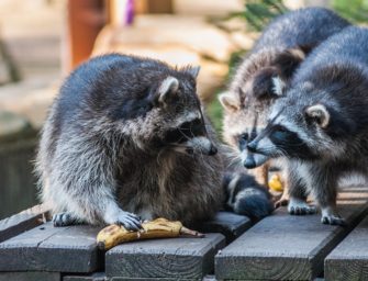Waschbär in MV: Landesjagdverband fordert Maßnahmen 