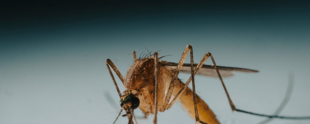 Stechmücken in Island: Erstmaliger Fund in freier Wildbahn