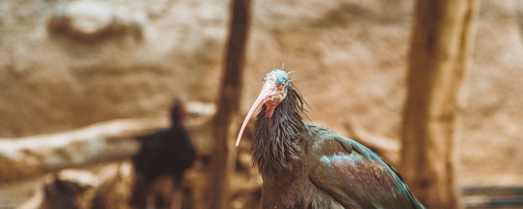 Wilderer tötet Waldrappen: Extrem seltene Vögel gewildert