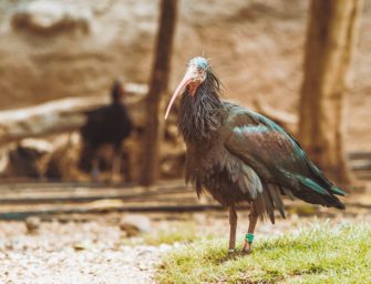 Wilderer tötet Waldrappen: Extrem seltene Vögel gewildert