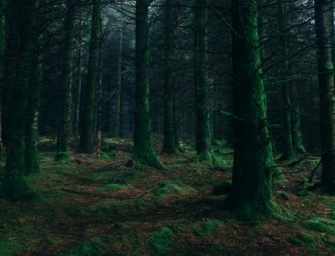 Wilderer in Baden-Württemberg gibt seltsame Schüsse ab