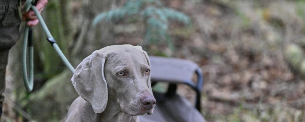Weimaraner als Jagdhund: Charakter, Größe und Haltung