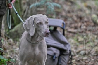 Weimaraner als Jagdhund: Charakter, Größe und Haltung