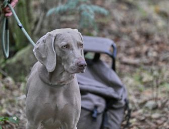 Weimaraner als Jagdhund: Charakter, Größe und Haltung