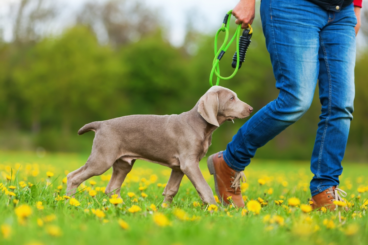 Weimaraner Welpe