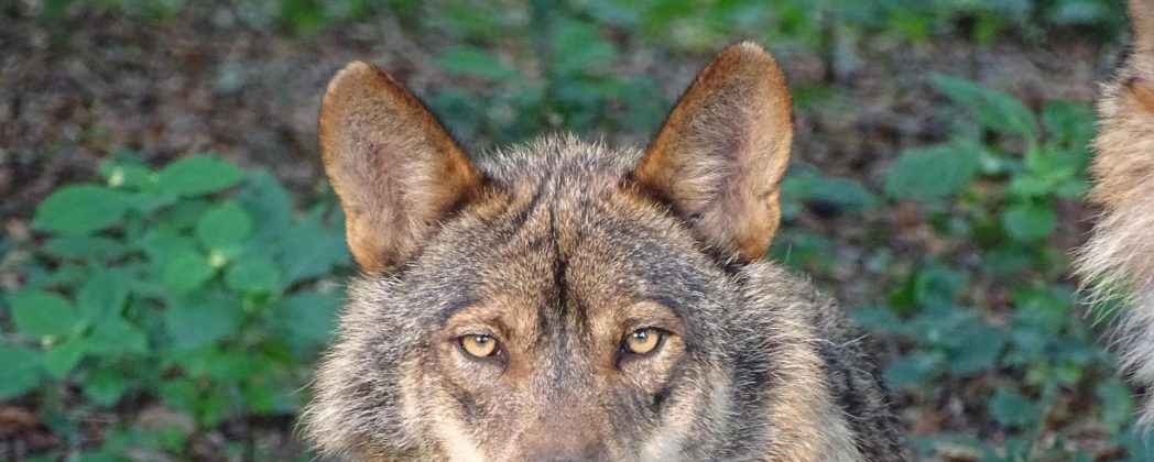 Wolf auf Himmelsleiter bei Aachen getötet