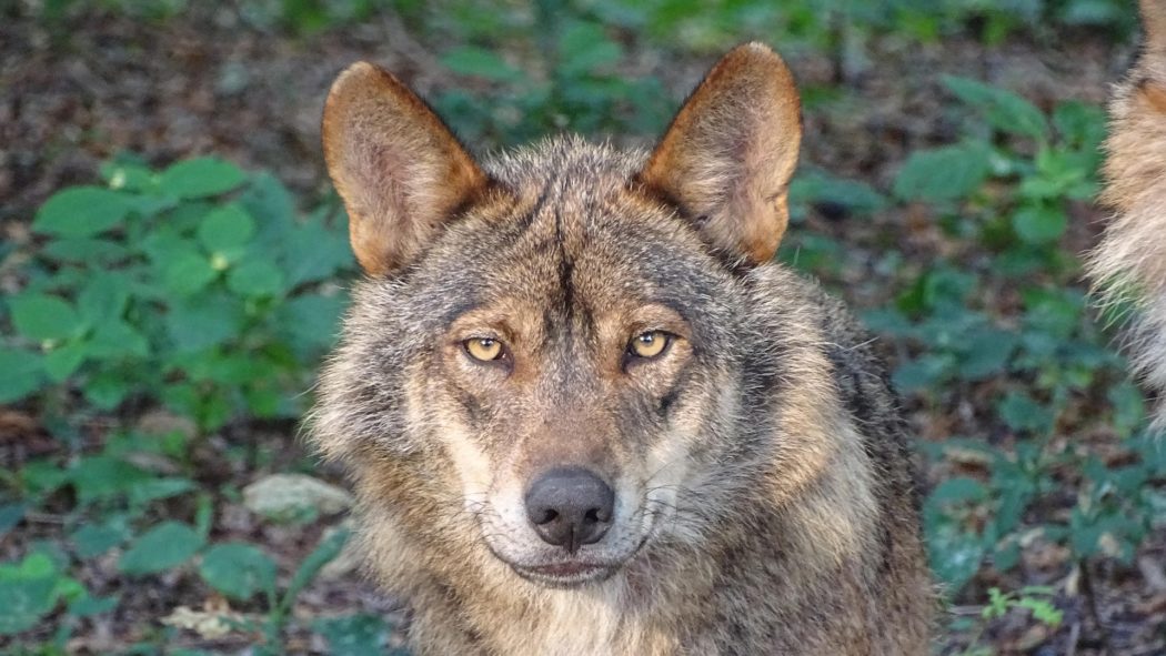 wolf-2705883_1920