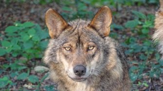 Wolf auf Himmelsleiter bei Aachen getötet