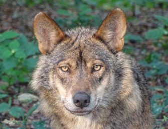Wolf auf Himmelsleiter bei Aachen getötet