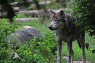 Wolf in Niedersachsen: Schäfer gehen auf die Straße
