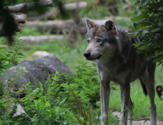 Wolf in Niedersachsen: Schäfer gehen auf die Straße