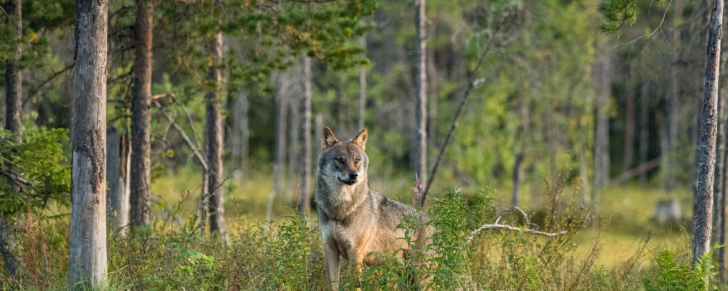 Wölfe und Jagdhunde – was Hundeführer wissen müssen