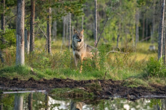 Wölfe und Jagdhunde – was Hundeführer wissen müssen