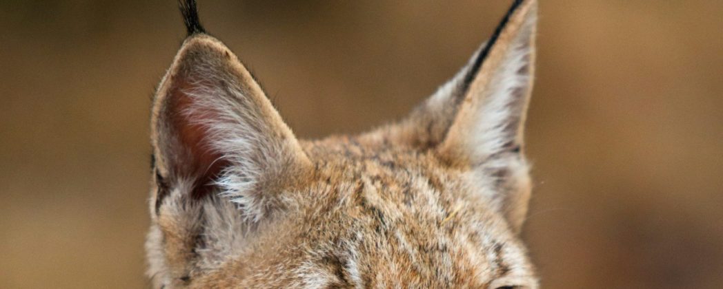 Luchs in Sachsen: Erster Nachwuchs seit 300 Jahren!