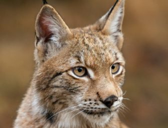 Luchs in Sachsen: Erster Nachwuchs seit 300 Jahren!
