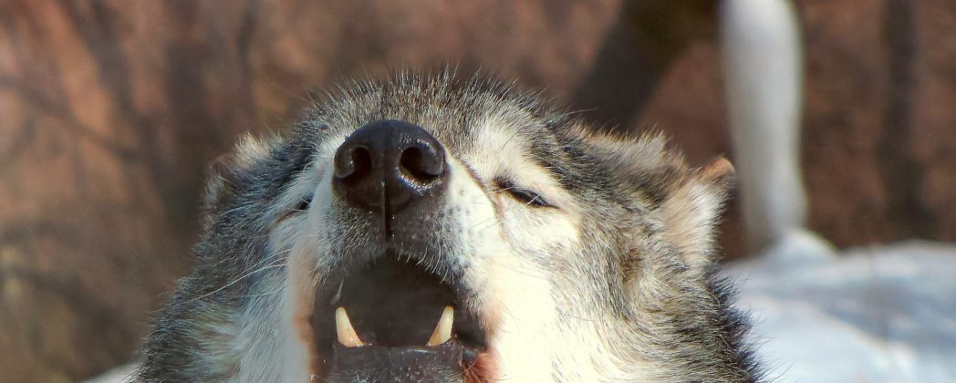 Wolf ins Bundesjagdgesetz: DJV äußert sich zu Entwurf