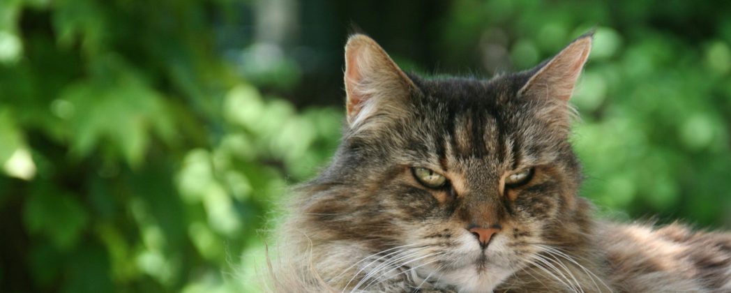 Raubtier in Altenahr? Fall um Raubkatze aufgeklärt