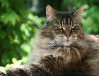 Raubtier in Altenahr? Fall um Raubkatze aufgeklärt