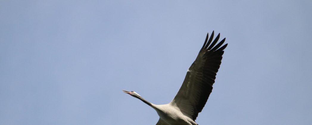 Vogelgrippe im Harz: Jäger dürfen nun Wildvögel erlösen