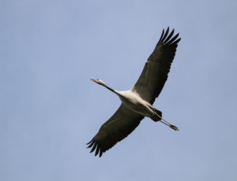Vogelgrippe im Harz: Jäger dürfen nun Wildvögel erlösen