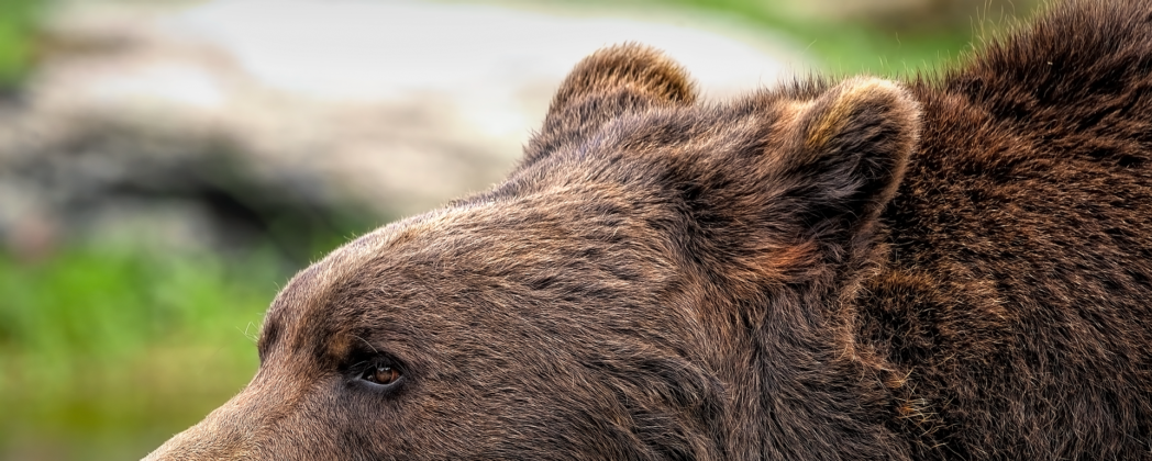 Bären greifen Jäger an – Schwerste Verletzungen