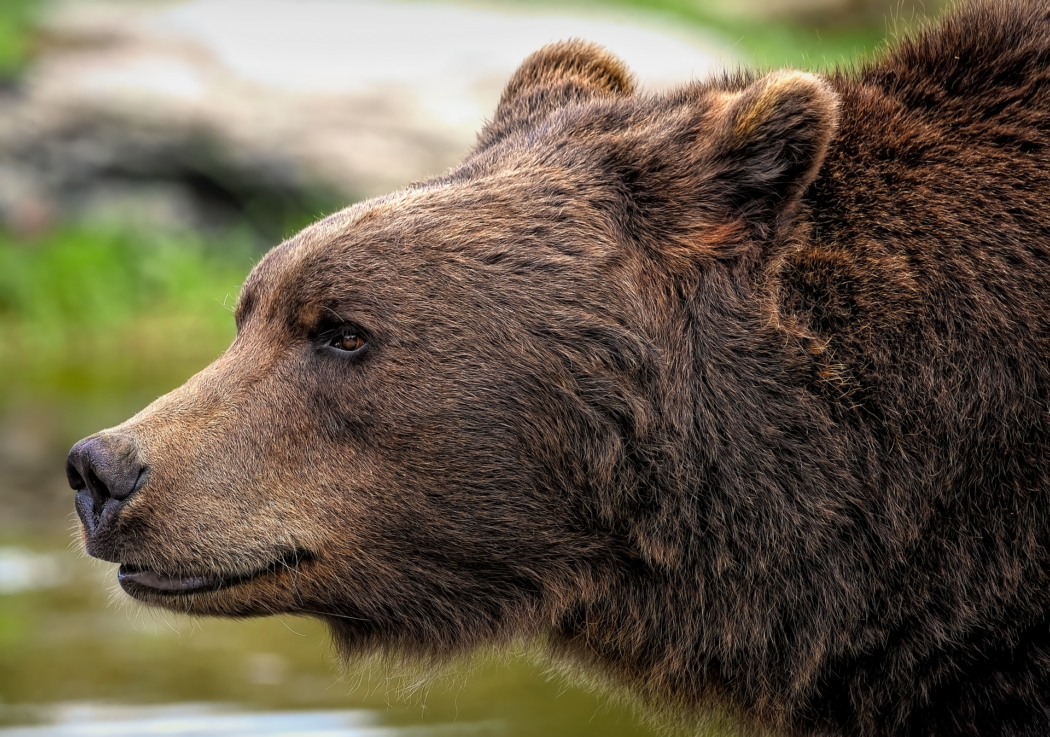 brown-bear-8164838_1920