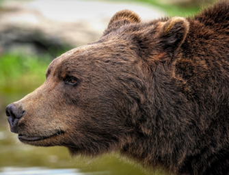 Bären greifen Jäger an – Schwerste Verletzungen