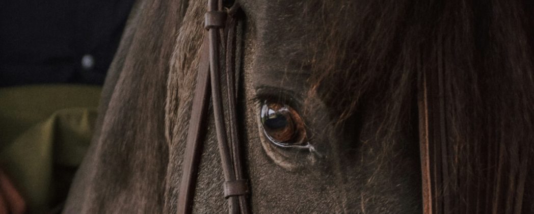 Jäger erschießt versehentlich Pferd bei Neuss