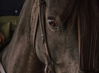 Jäger erschießt versehentlich Pferd bei Neuss