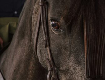 Jäger erschießt versehentlich Pferd bei Neuss